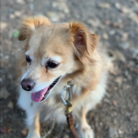 orangeyellowdog